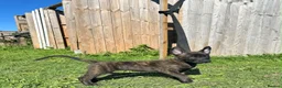 Belgian Shepherd Dog dogs for sale: Very well bred Dutch Herder Male  - Advert 2