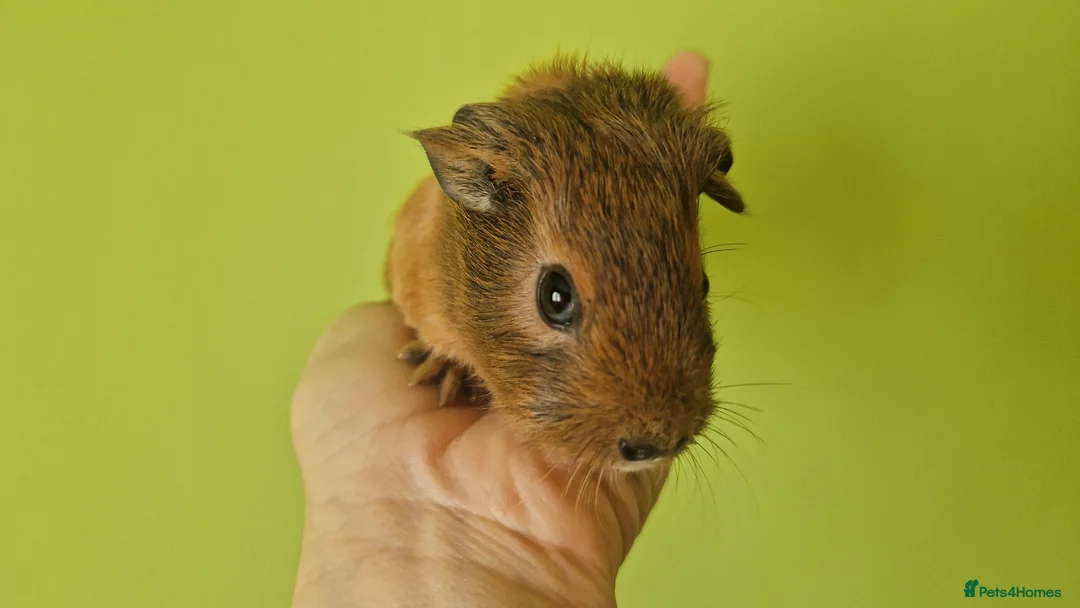 Guinea Pig rodents for sale: Teddy guinea pig - Advert 9