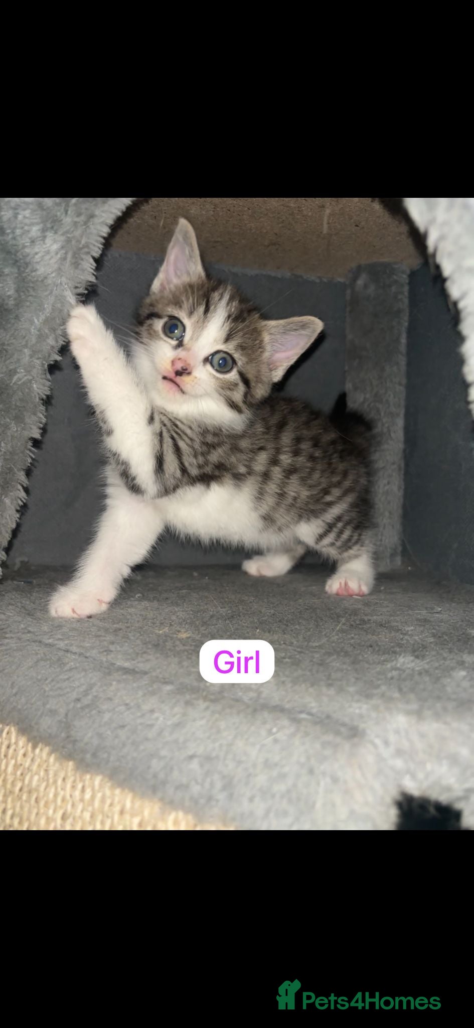Mixed Breed cats newborn kittens (Siamese Mother)  - Advert 3