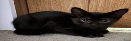 Mixed Breed cats for sale: Siamese mix kittens London or kent in London - Advert 3