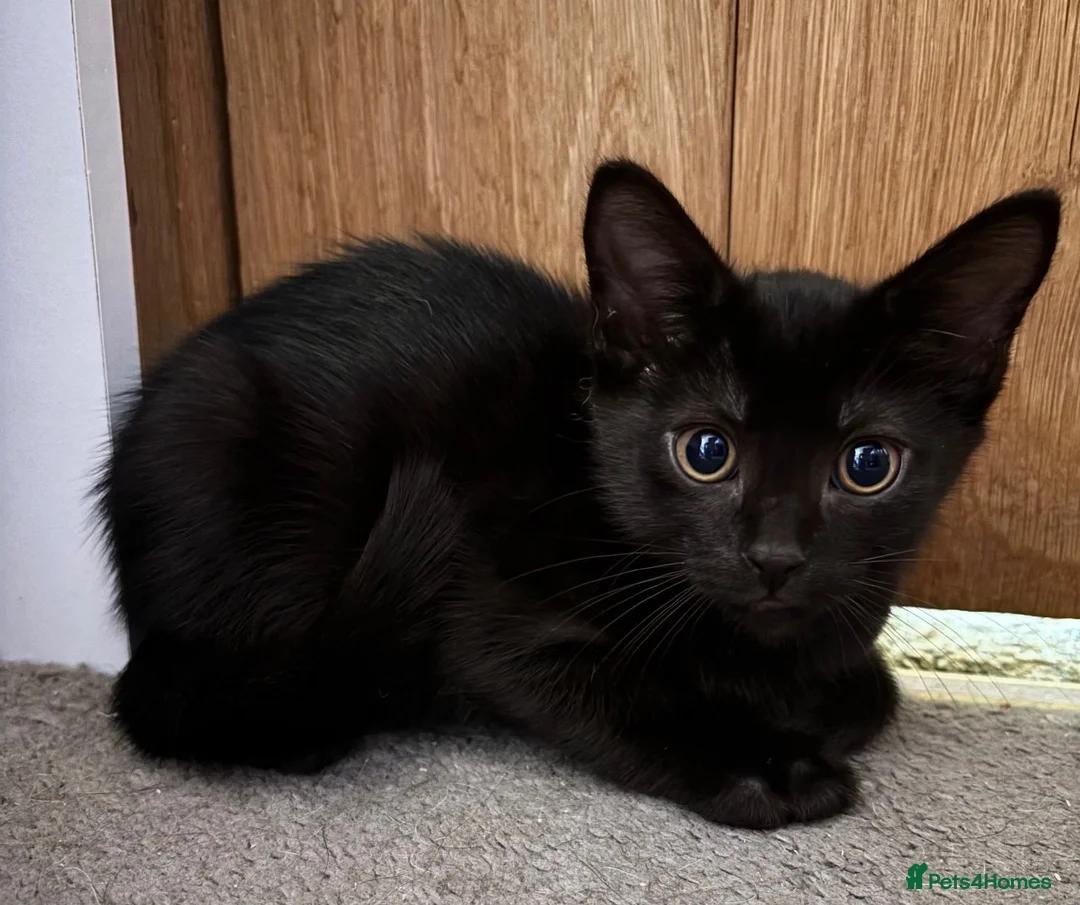 Mixed Breed cats for sale: Siamese mix kittens London or kent in London - Advert 3