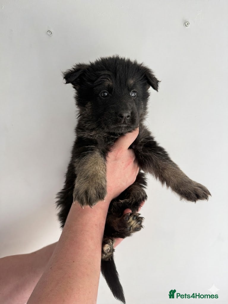 German Shepherd dogs **8 left** German Shepard puppys  - Advert 13