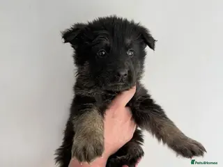 German Shepherd dogs **8 left** German Shepard puppys - Advert 13