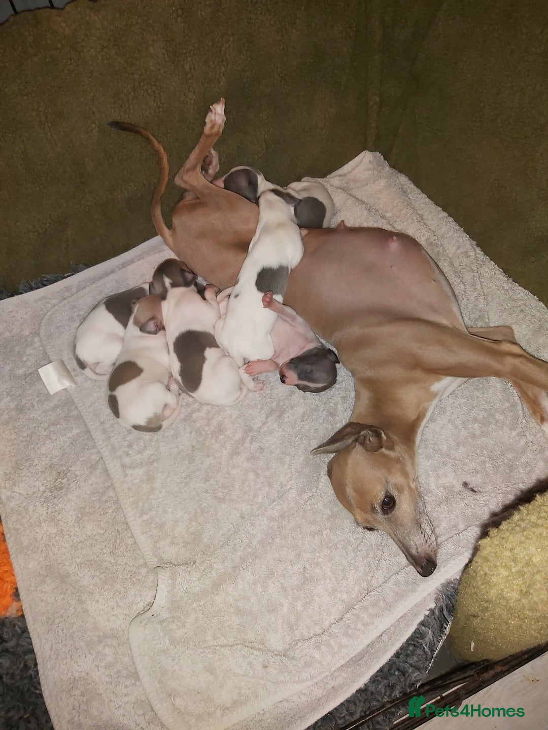 Italian Greyhound dogs for sale: READY TO GO IN 5 DAYS  - Advert 5