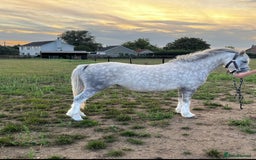 Welsh Section A horses for sale: 🩷ROCKYVIEW ROSEANNA🩷 - Image 4