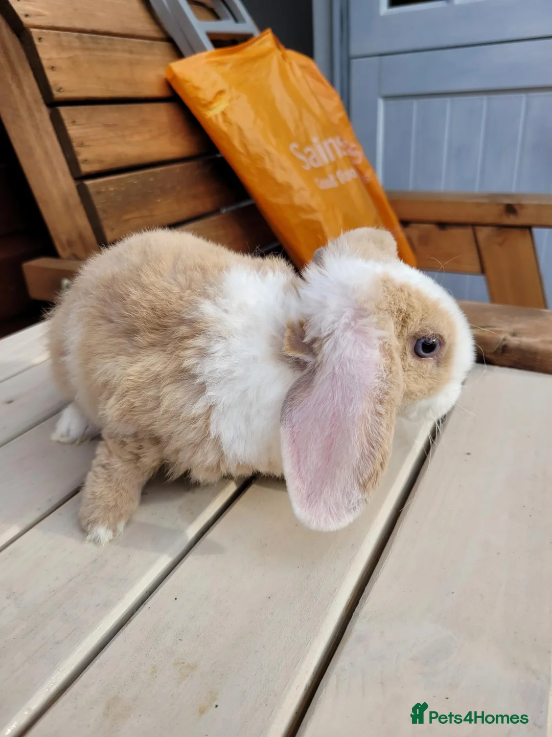 Mini Lop rabbits for sale: Gorgeous Purebred Mini Plush Lops - Advert 2