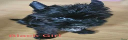 Yorkshire Terrier dogs for sale: Yorkshire terriers looking for their forever home  - Advert 4