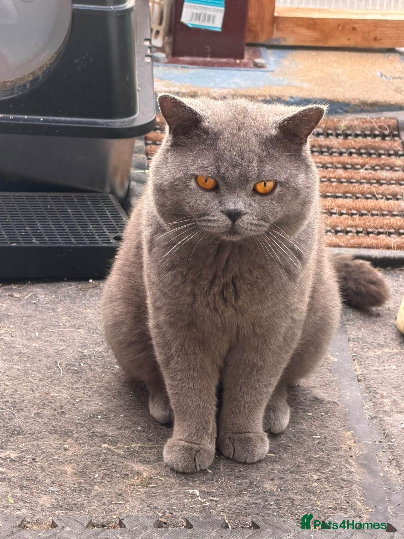 British Shorthair cats British Shorthair Kitten - Advert 1