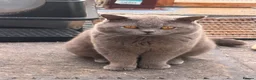 British Shorthair cats for sale: British Shorthair Kitten - Advert 1
