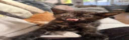 Mixed Breed cats for sale: 5 HALF-RAGDOLL KITTENS ❤️ - Advert 19