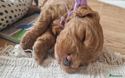 Cockapoo dogs for sale: F1 Cockapoo puppy. Fully vaccinated and chipped - Advert 4