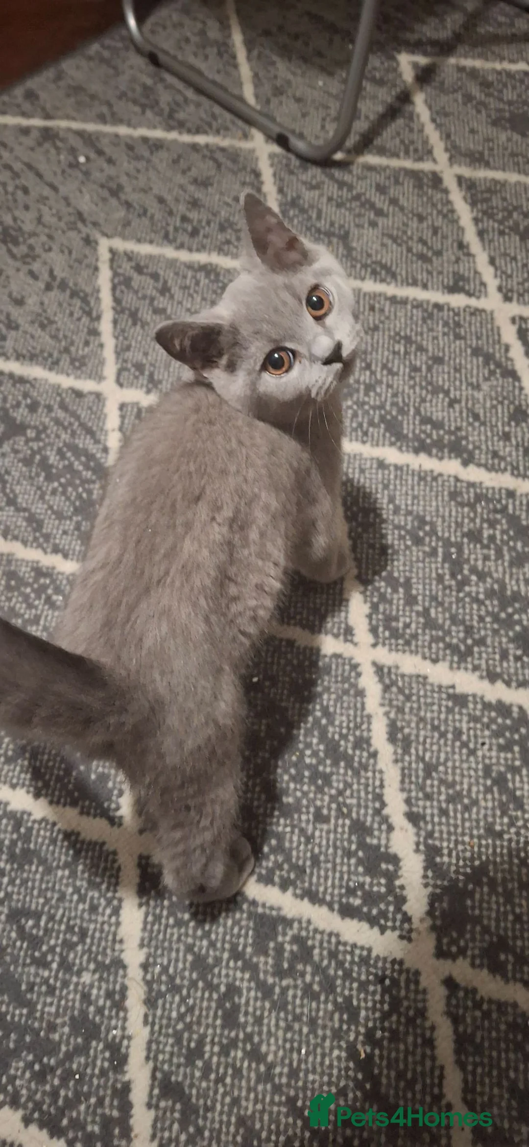 British Shorthair cats for sale: British blue girls - Advert 5