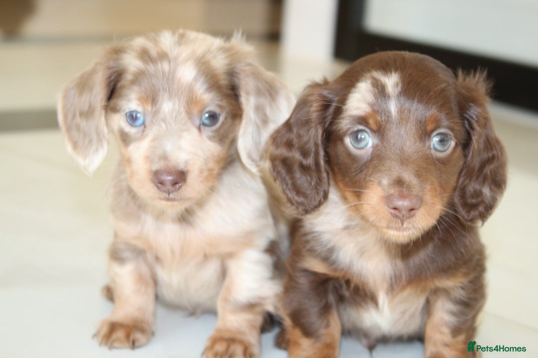 Miniature Dachshund dogs for sale: Kennel Club Registered Miniature Dachshund Puppies in Faversham - Advert 1