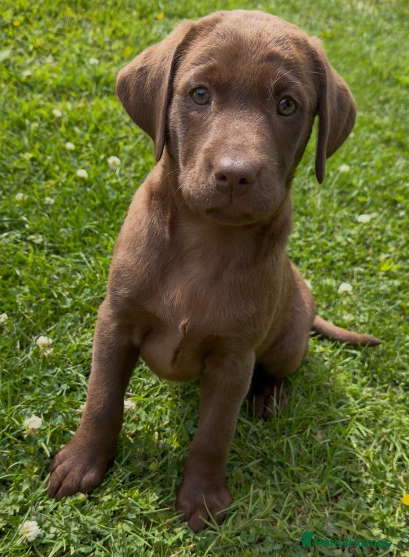 Labrador Retriever dogs 🐾8 weeks JUNE🐾 - Advert 2