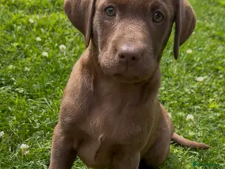 Labrador Retriever dogs 🐾8 weeks JUNE🐾 - Advert 2