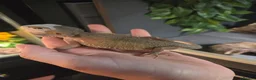 Bearded Dragon reptiles for sale: Hypo Whitblit and enclosure for sale £250 - Advert 6