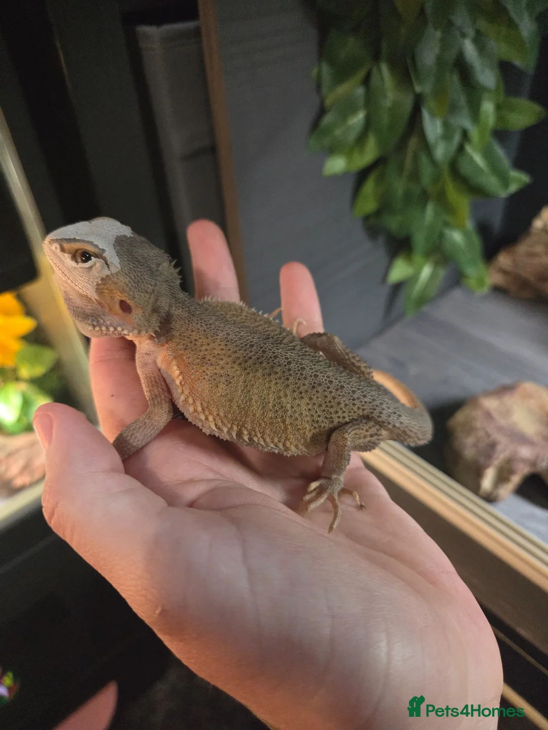 Bearded Dragon reptiles for sale: Hypo Whitblit and enclosure for sale £250 - Advert 6