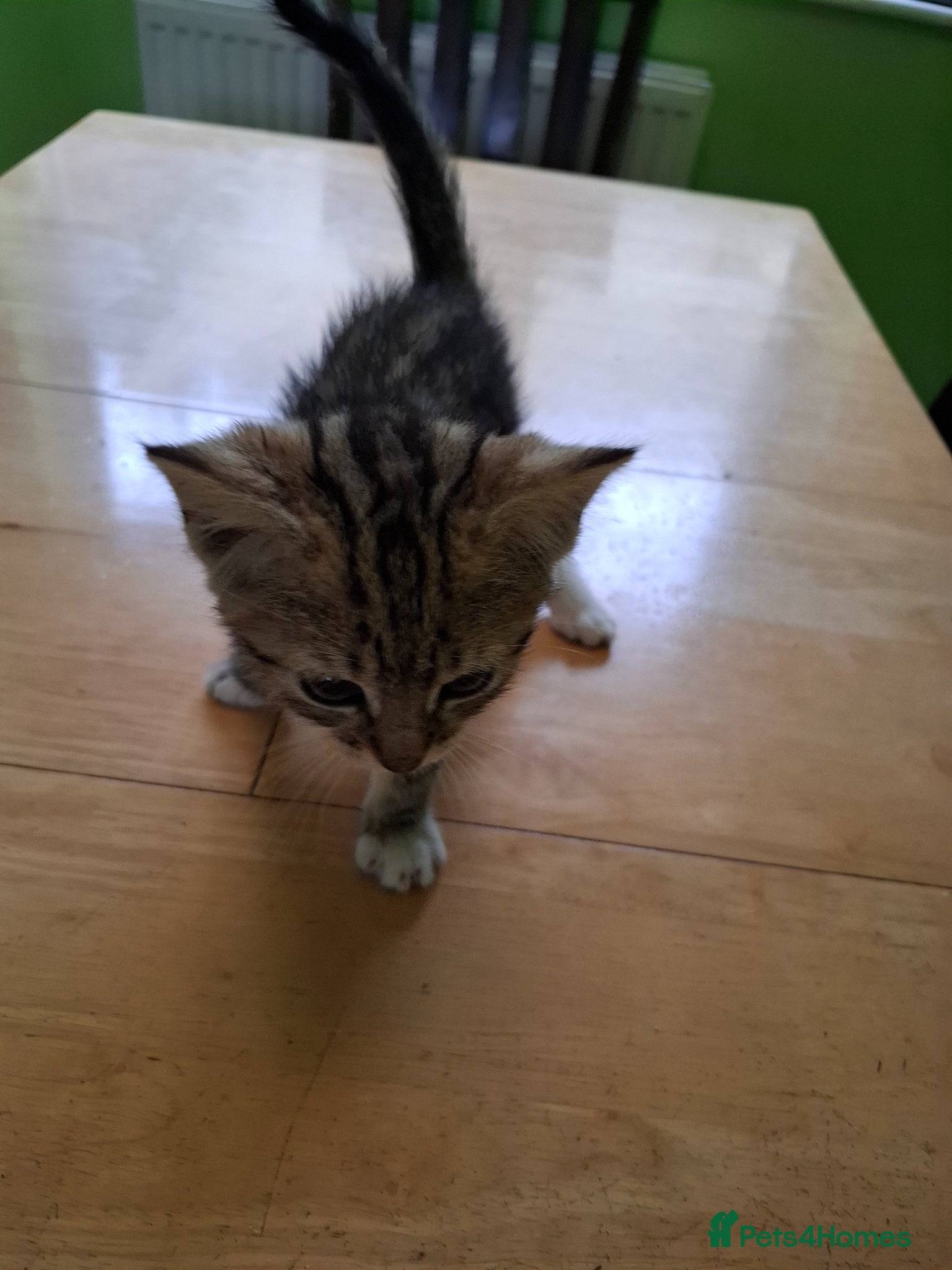 Mixed Breed cats for sale: Six 9 week old Kittens   - Advert 21