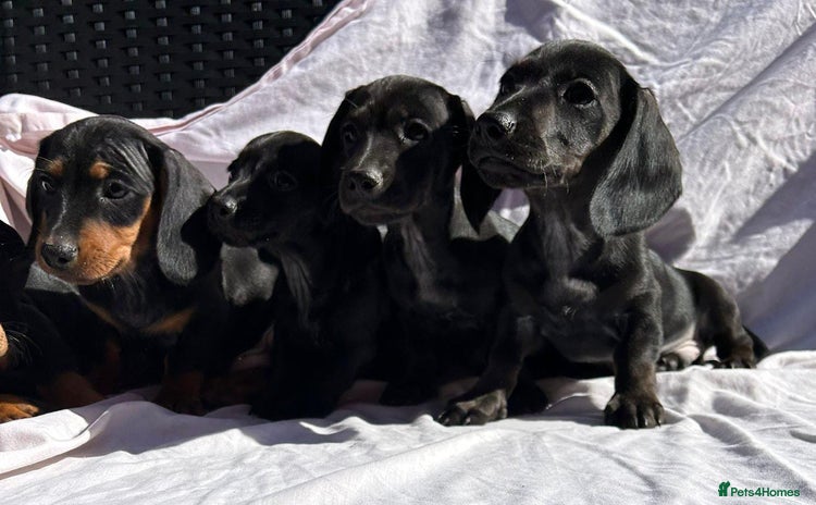 Dachshund dogs - Advert 10