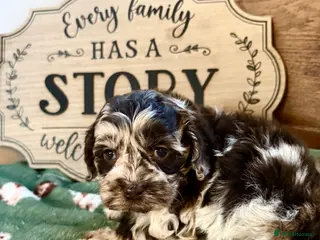 Cockapoo dogs Chocolate merl and tan point American cockapoo - Advert 3