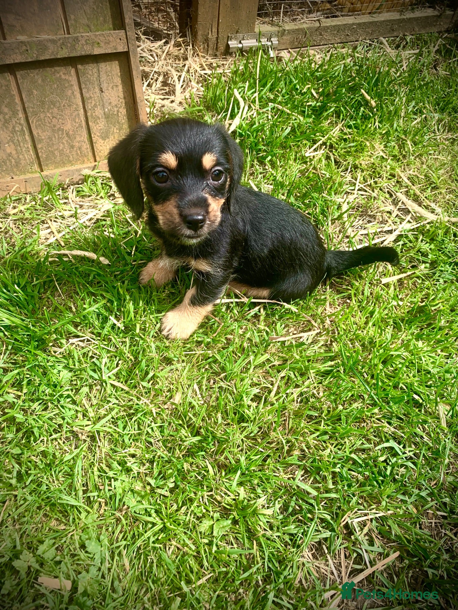 Mixed Breed dogs 1 beautiful Mauxie for sale £500  - Advert 1