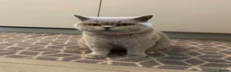 British Shorthair cats for sale: Champion Line British shorthair with Scottish fold - Advert 5
