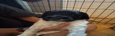 English Springer Spaniel 6