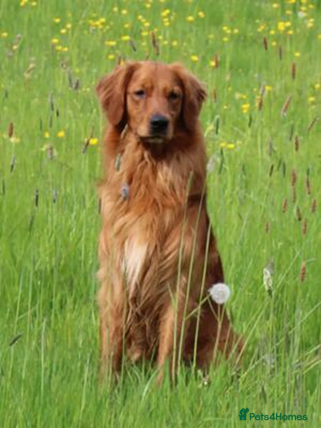 Golden Retriever dogs for sale: Beautiful KC-Registered Golden Retriever Puppies - Advert 8