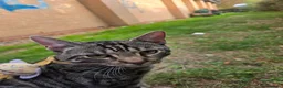 Bengal cats for sale: Gorgeous Pedigree Bengal Kittens Waitlist - Advert 9