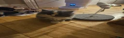 Mixed Breed cats for sale: Fluffy kitten - Advert 21