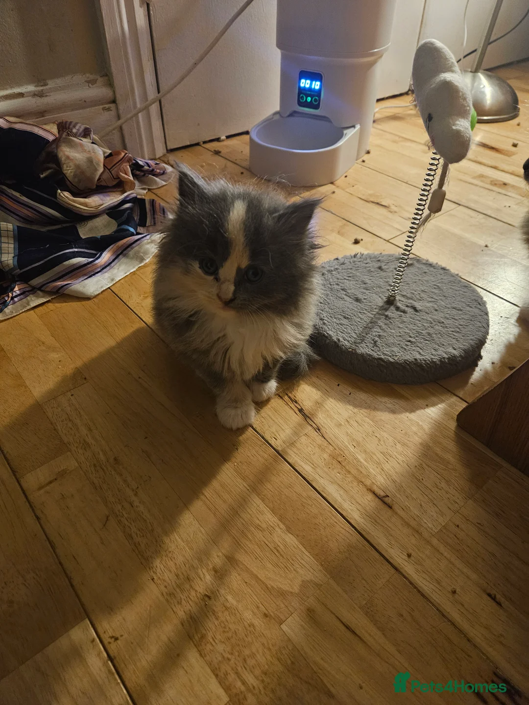 Mixed Breed cats for sale: Fluffy kitten - Advert 21