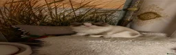 Ragdoll cats for sale: Ragdoll male  - Advert 9