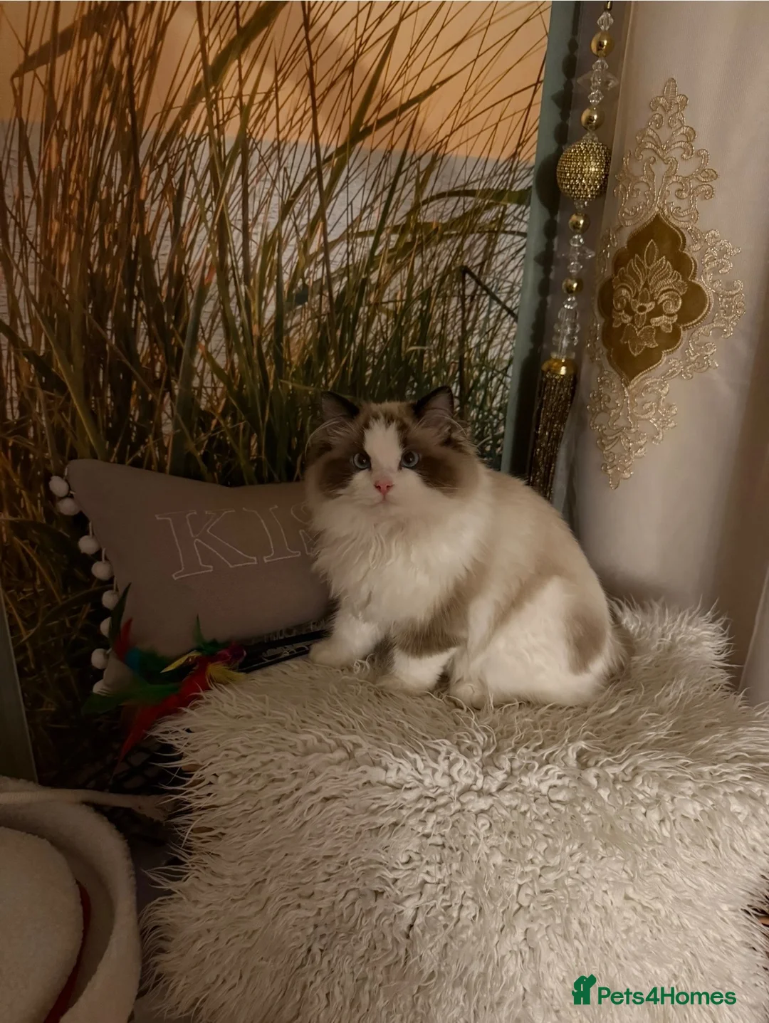 Ragdoll cats for sale: Ragdoll male  - Advert 9