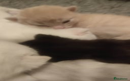 British Shorthair cats for sale: White and cream kittens!!! 😻 - Advert 16