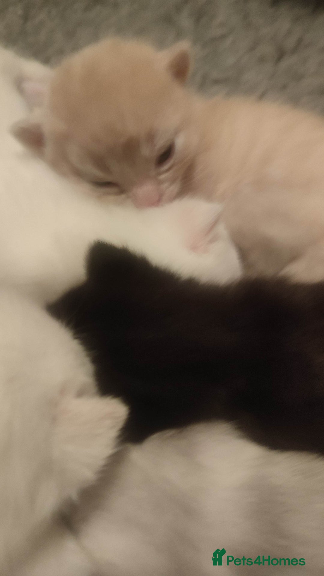 British Shorthair cats for sale: White and cream kittens!!! 😻 - Advert 16