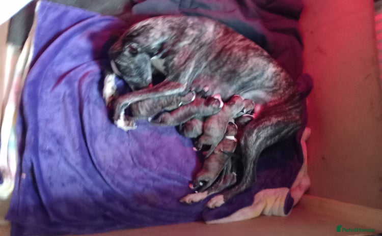 Whippet dogs - Advert 2