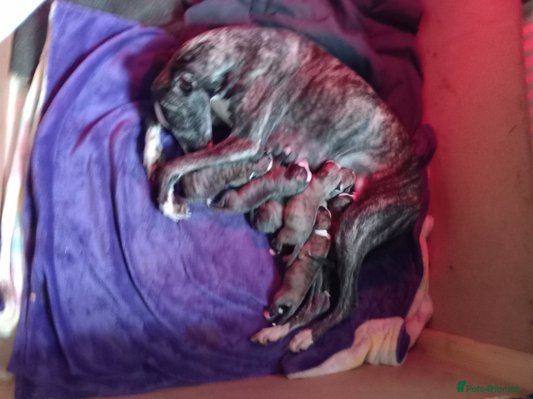 Whippet dogs for sale: Top Class Whippet Puppies bred from Champions - Image 11
