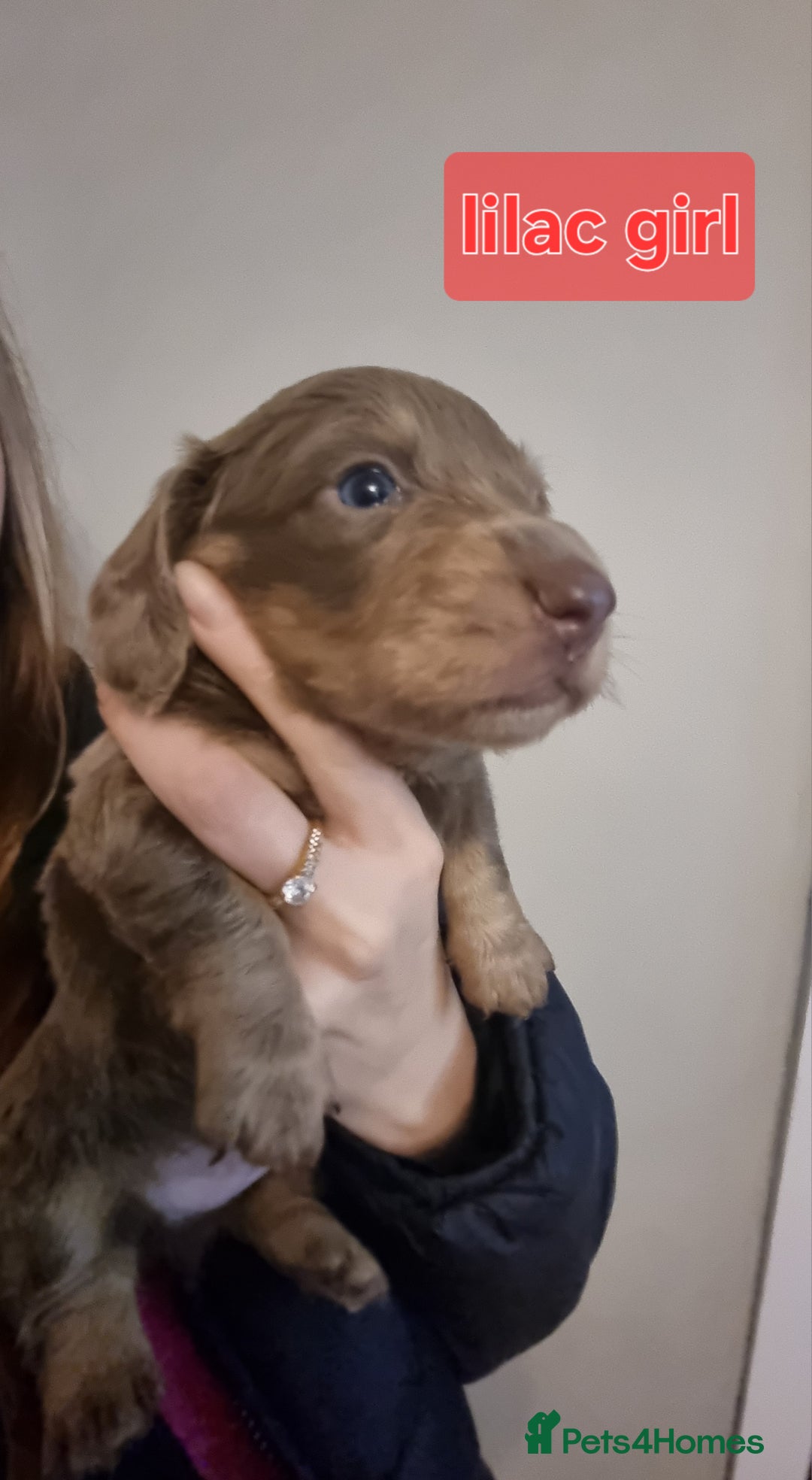 Miniature Dachshund dogs for sale:   Long haired  dachshunds puppies  top quality  - Image 17