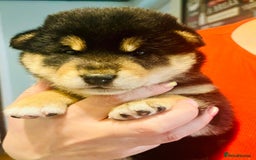 Japanese Shiba Inu dogs for sale: Outstanding Shiba Inu Puppies - Image 7