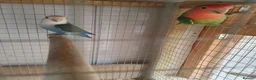 Lovebirds birds for sale: Lovebirds for sale  in Batley - Advert 2