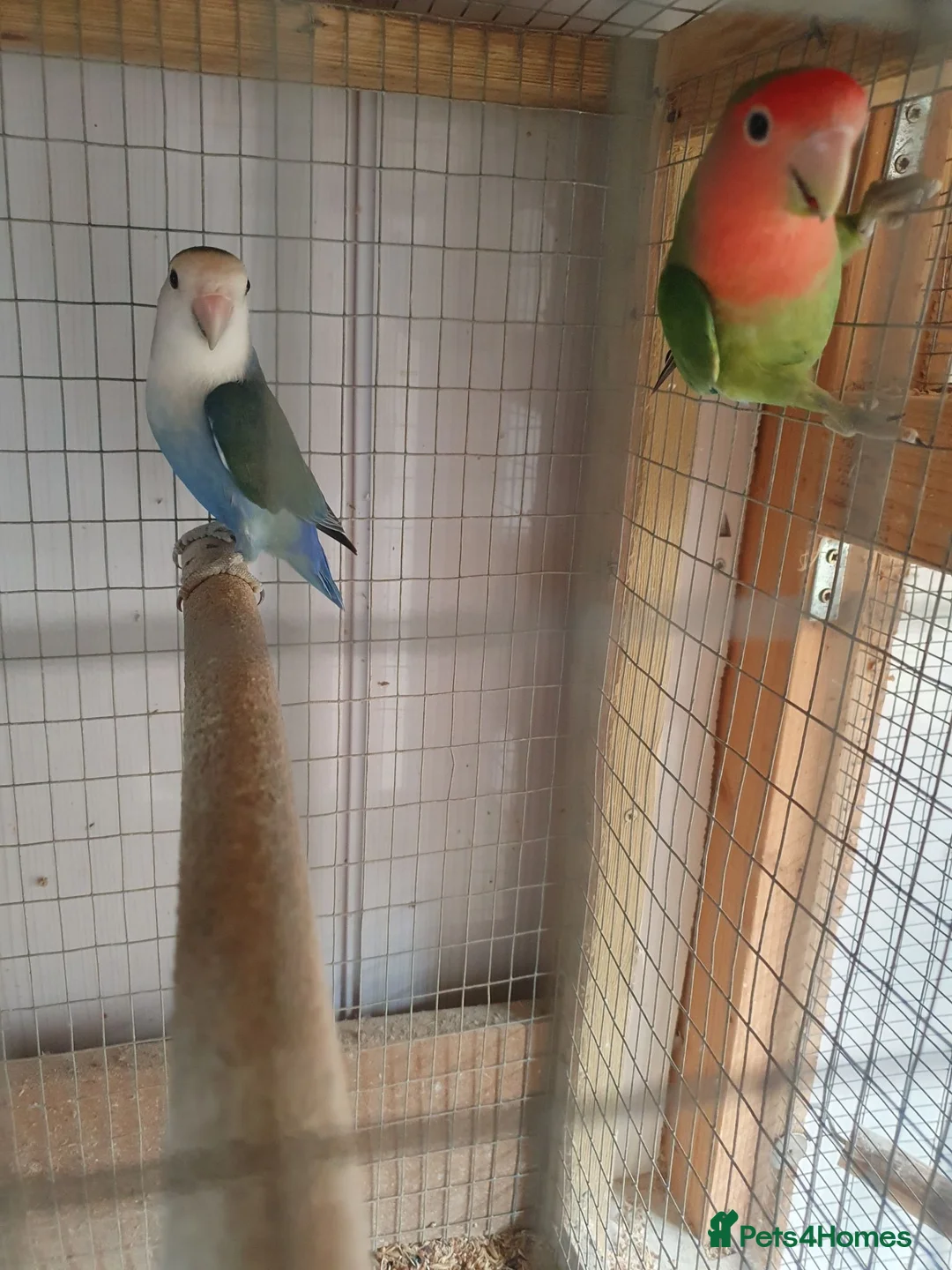 Lovebirds birds for sale: Lovebirds for sale  in Batley - Advert 2