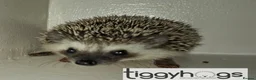 Pygmy Hedgehog rodents for sale: Ready from 9th may - 1 handsome Male - Advert 4