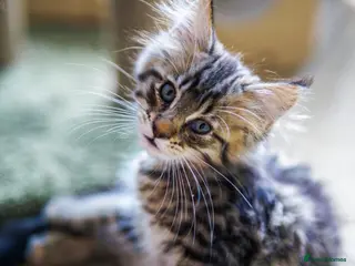 Maine Coon cats REDUCED MAINECOON KITTENS READY NOW 1 boy 2 girls - Advert 2