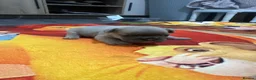 French Bulldog dogs for sale: French Bulldogs (healthy & friendly B&G litter)🐶 - Advert 4