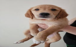 Golden Retriever dogs for sale: 2 Boys 2 Girls KC Reg. Golden Retriever Puppies - Image 1