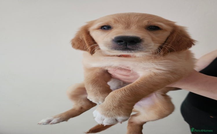 Golden Retriever dogs - Advert 1
