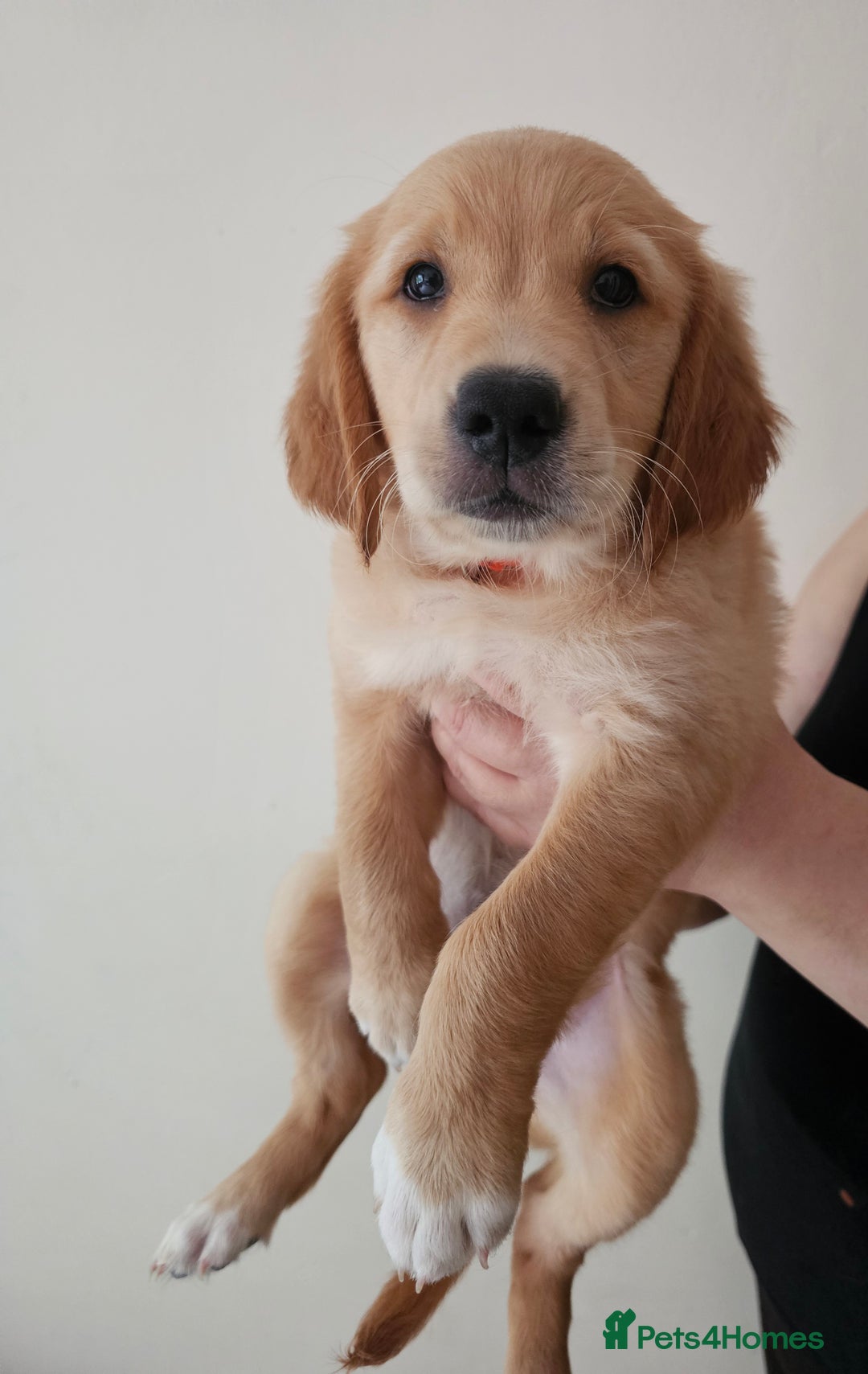 Golden Retriever dogs for sale: 2 Boys 2 Girls KC Reg. Golden Retriever Puppies - Image 1