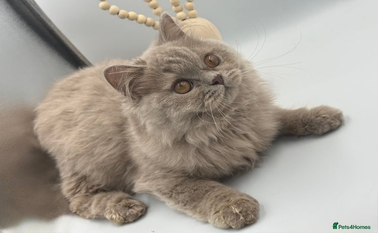 British Shorthair cats - Advert 3