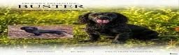 Cocker Spaniel dogs for sale: Cocker spaniel pups from working lines  - Advert 6