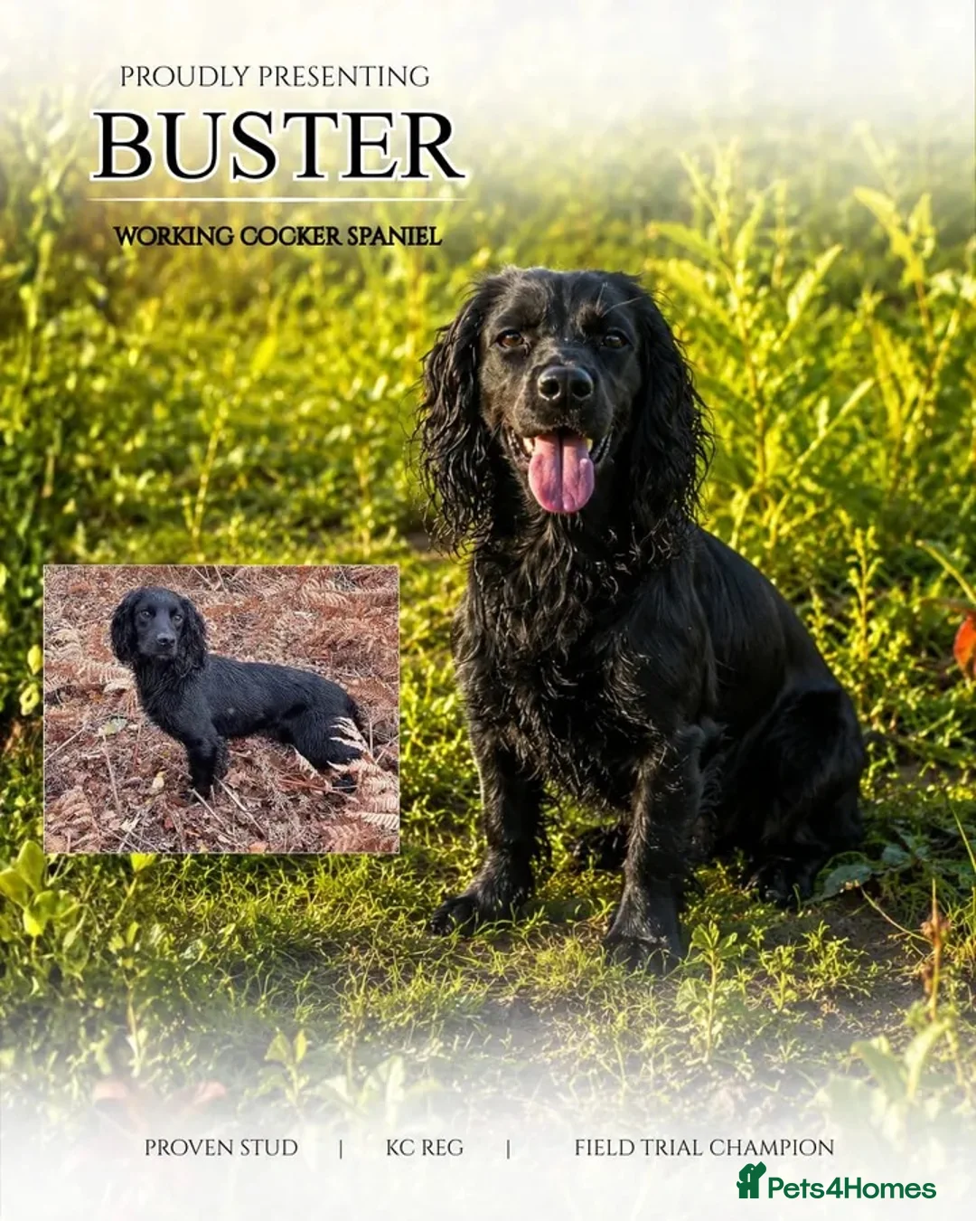 Cocker Spaniel dogs for sale: Cocker spaniel pups from working lines  - Advert 6